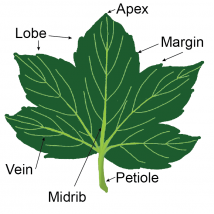 LEAF CLASSIFICATION BASED ON A QUADRATIC CURVED AXIS | SigPort