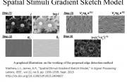 Spatial Stimuli Gradient Edge Model